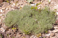 Artemisia alpina