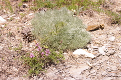 Artemisia alpina