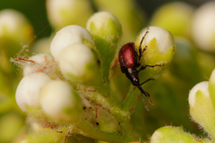 Tatianaerhynchites aequatus