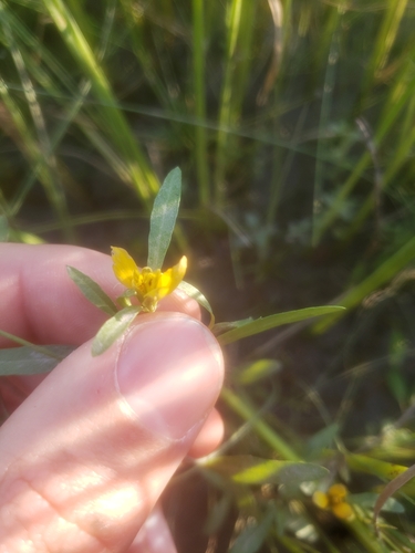 Image of Bidens hyperborea by (c) simonpesant, some rights reserved (CC BY)