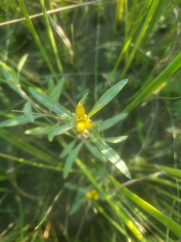 Image of Bidens hyperborea by (c) simonpesant, some rights reserved (CC BY)