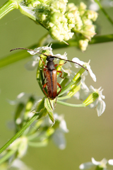 Alosterna tabacicolor