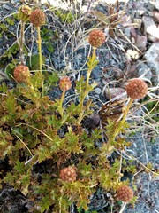 Acaena glabra