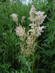 Filipendula palmata