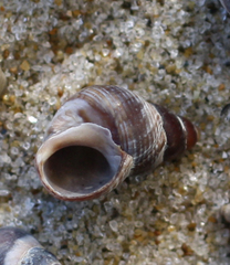 Austrolittorina cincta