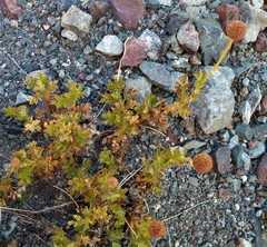 Acaena glabra