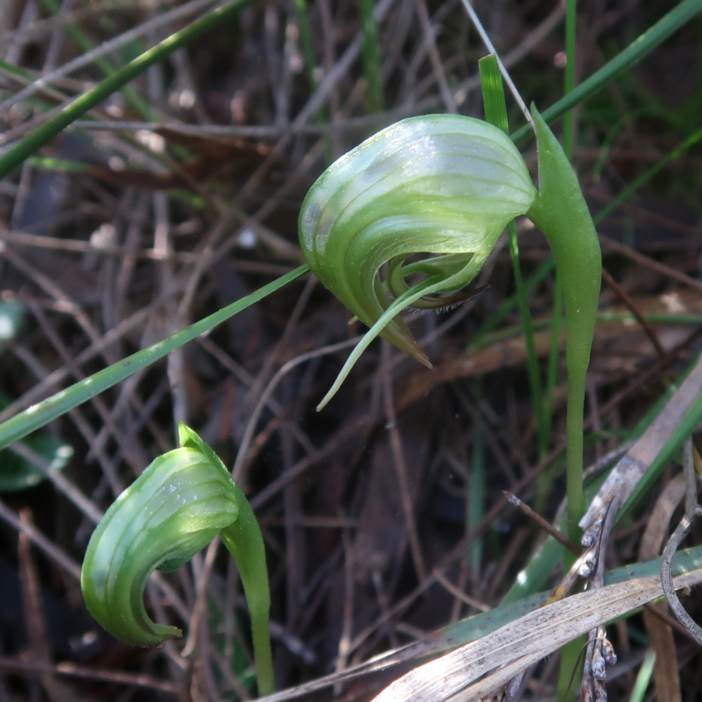 Pterostylis nutans