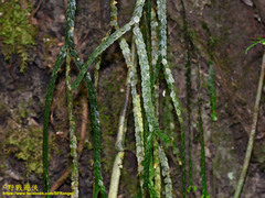 Phlegmariurus nummulariifolius