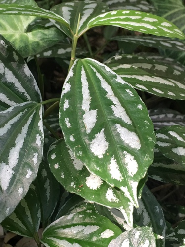 Pilea cadierei