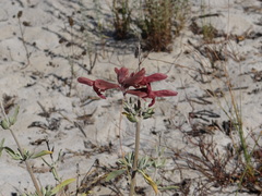 Salvia lanceolata