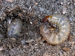 Pericoptus
