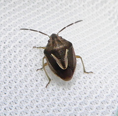 Aeliomorpha