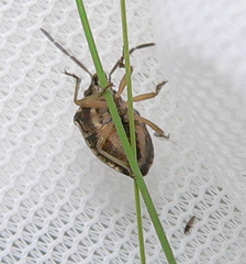 Aeliomorpha