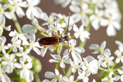 Alosterna tabacicolor