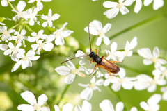 Alosterna tabacicolor