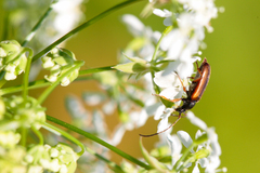 Alosterna tabacicolor