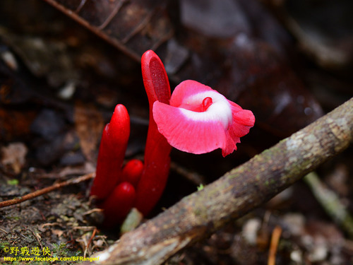 Etlingera brevilabrum (Valeton) R.M.Sm.