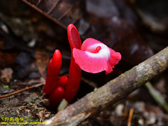 Etlingera brevilabrum