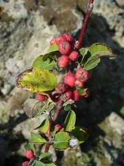 Cotoneaster tauricus