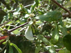 Olearia odorata