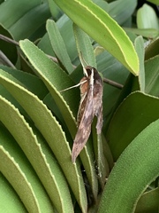 Gnathothlibus erotus