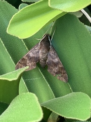 Gnathothlibus erotus