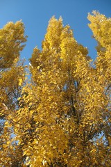 Populus