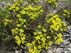 Euryops bolusii