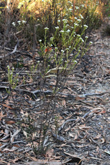 Ixodia achillaeoides