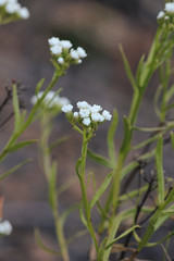 Ixodia achillaeoides