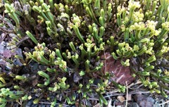 Veronica tetrasticha