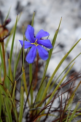 Aristea glauca
