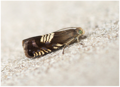 Grapholita compositella