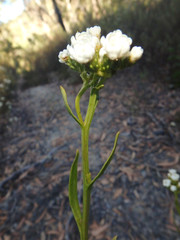 Ixodia achillaeoides