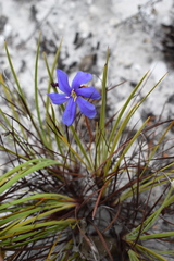 Aristea glauca