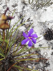 Aristea glauca