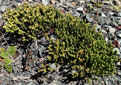 Veronica tetrasticha