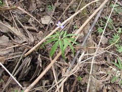 Anemonoides caerulea