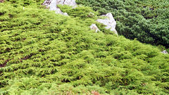 Microbiota decussata