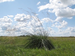 Stipa splendens