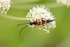 Strangalia attenuata
