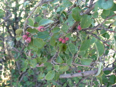 Cotoneaster tauricus