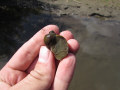 Ampullaceana balthica