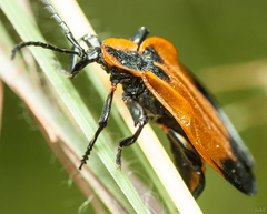 Lycus rostratus