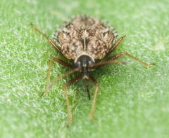 Dictyla nassata