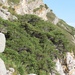 Juniperus sabina - Photo (c) Dmitry Kuzmenckin,  זכויות יוצרים חלקיות (CC BY-NC), הועלה על ידי Dmitry Kuzmenckin
