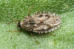 Dictyla nassata