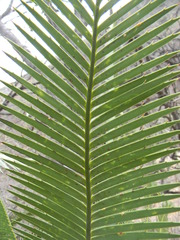 Dioon purpusii