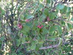 Cotoneaster tauricus