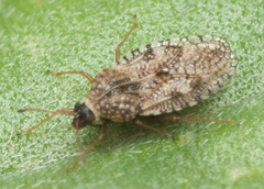 Dictyla nassata
